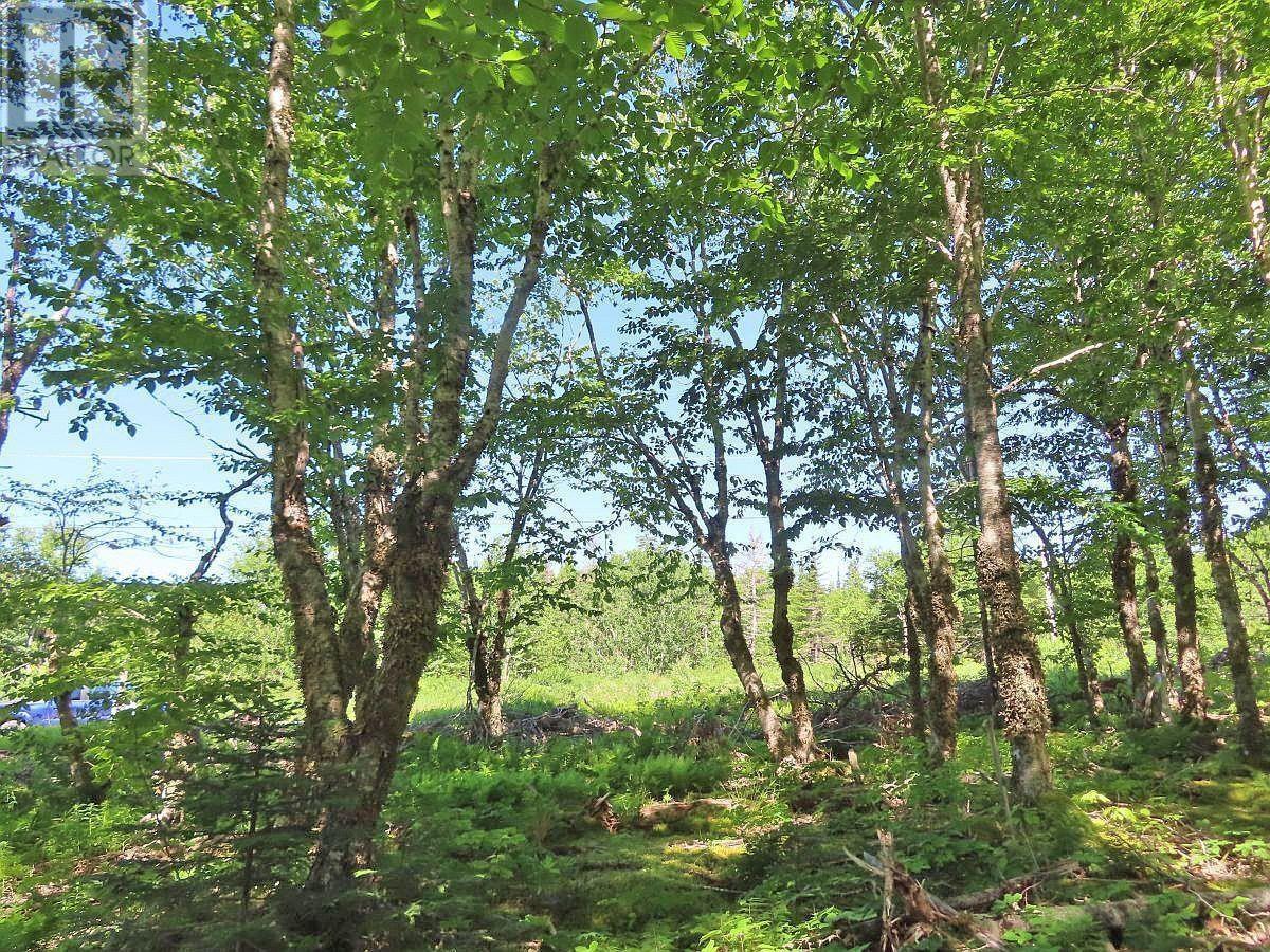 118 Acres Loch Lomond Road, Big Pond, Nova Scotia  B1J 1R4 - Photo 14 - 202529079