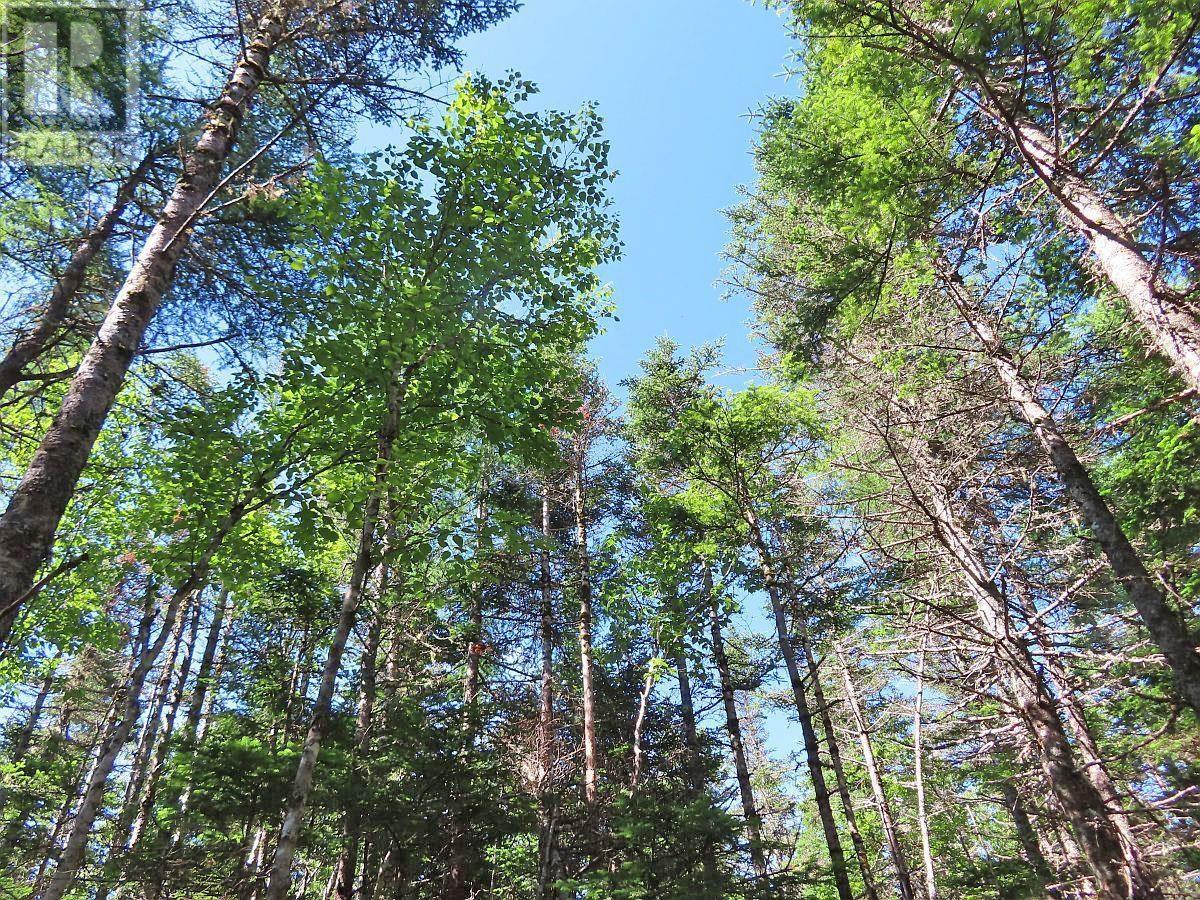 118 Acres Loch Lomond Road, Big Pond, Nova Scotia  B1J 1R4 - Photo 17 - 202529079