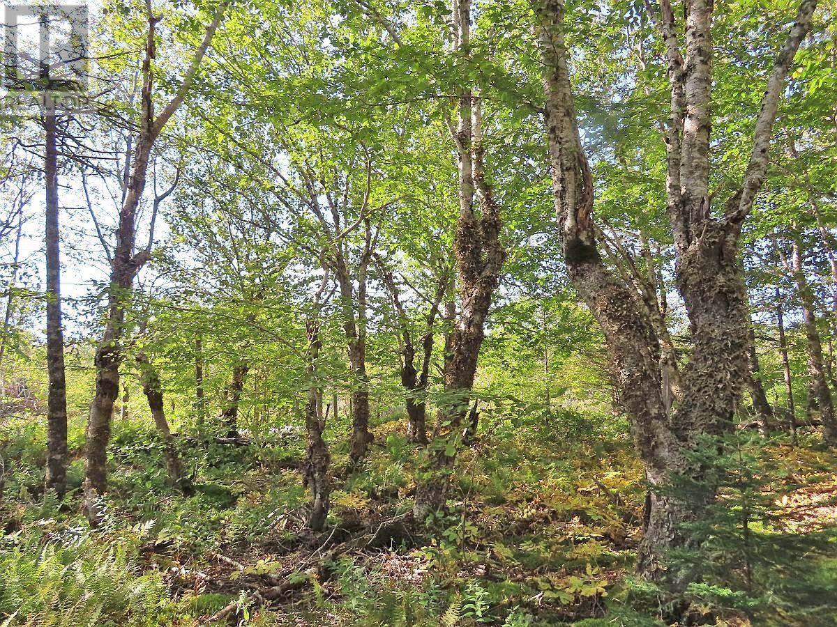 118 Acres Loch Lomond Road, Big Pond, Nova Scotia  B1J 1R4 - Photo 42 - 202529079