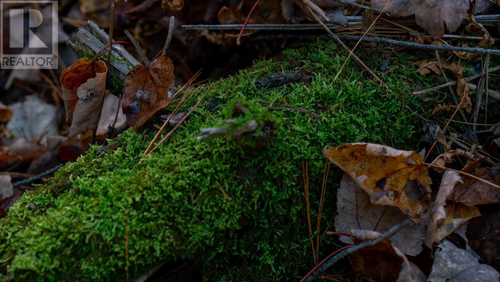 Lot Br-1 Bowers Road, Lower Ohio, Nova Scotia  B0T 1W0 - Photo 3 - 202529096