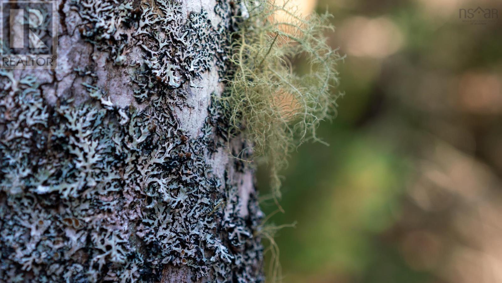 Lot Br-1 Bowers Road, Lower Ohio, Nova Scotia  B0T 1W0 - Photo 8 - 202529096