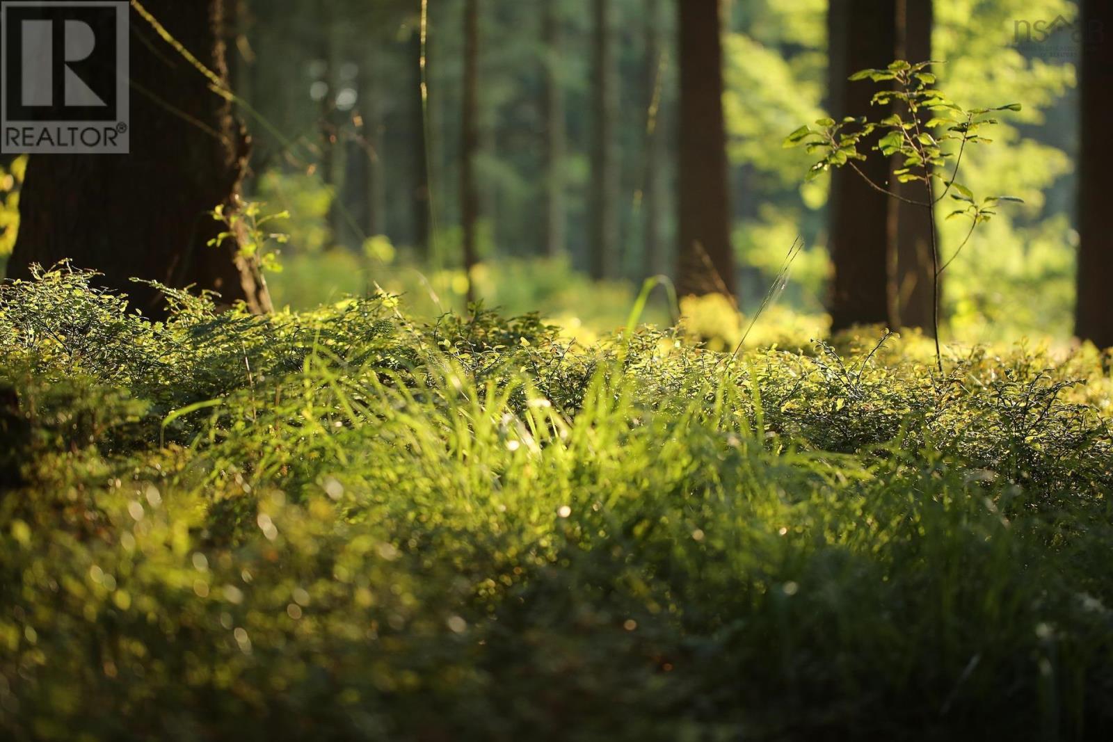 Lot Old Mountain Road, Rossway, Nova Scotia  B0W 1V0 - Photo 2 - 202529109
