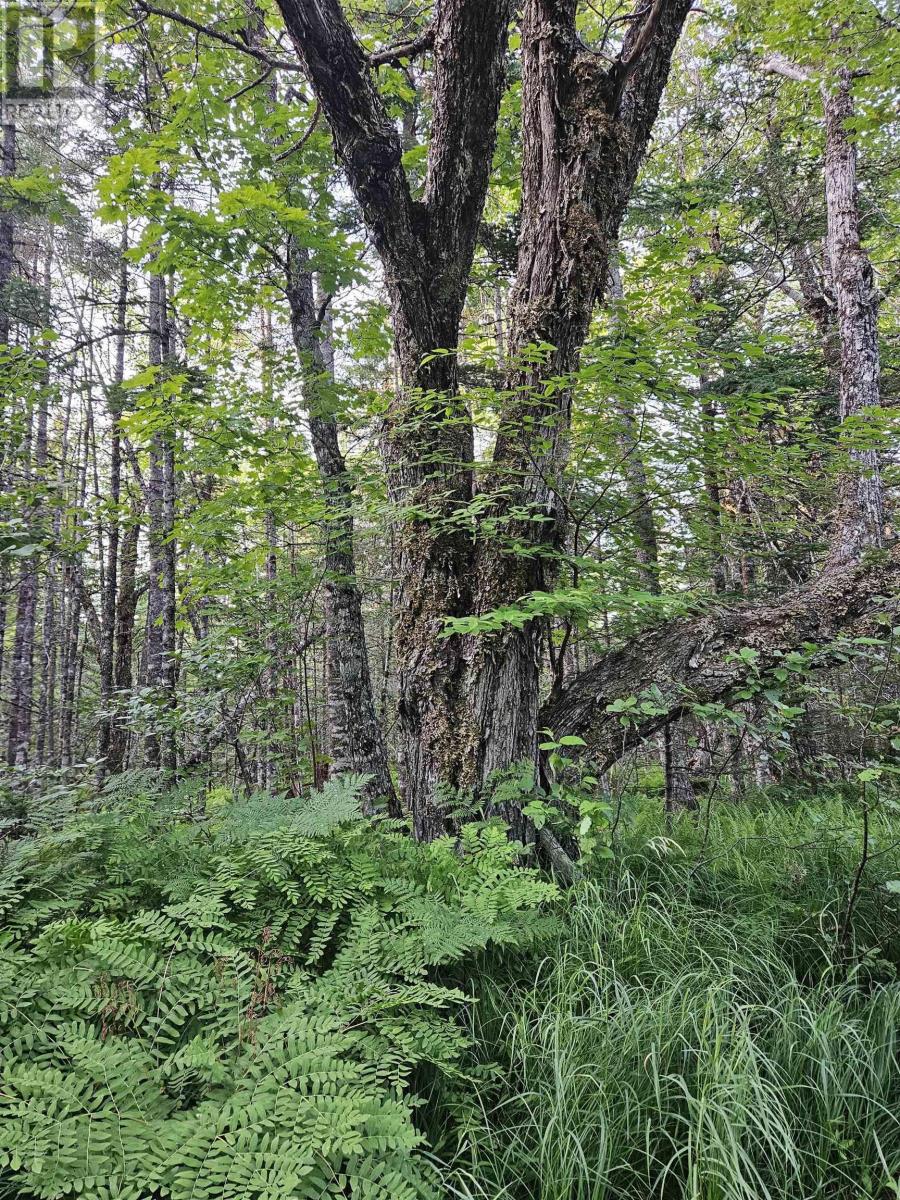 Hornes Road, Albert Bridge, Nova Scotia  B1K 2Y9 - Photo 16 - 202529617
