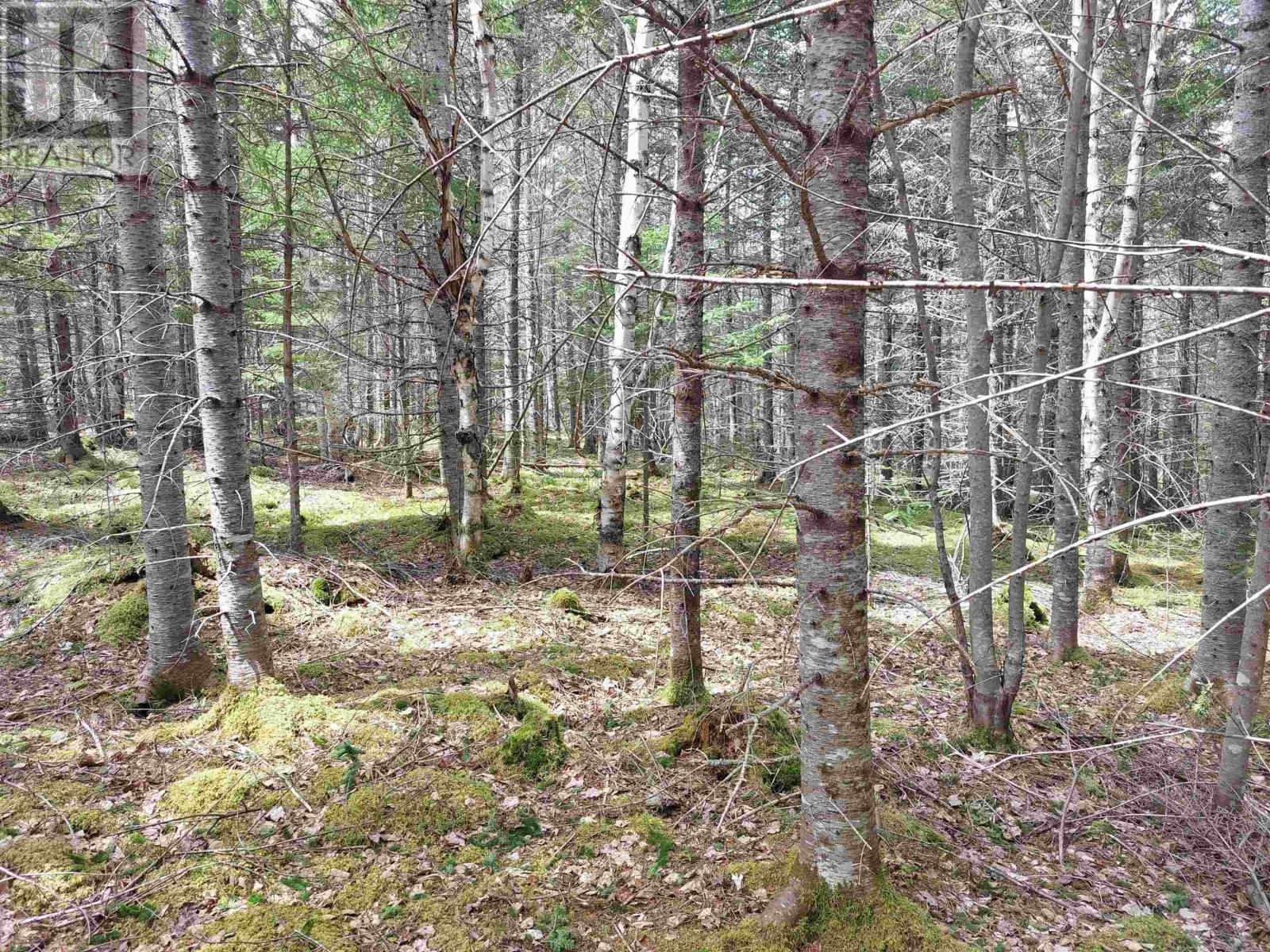 Lot 14 Jonathan R Bouman Lane, Evanston, Nova Scotia  B0E 1J0 - Photo 13 - 202600202