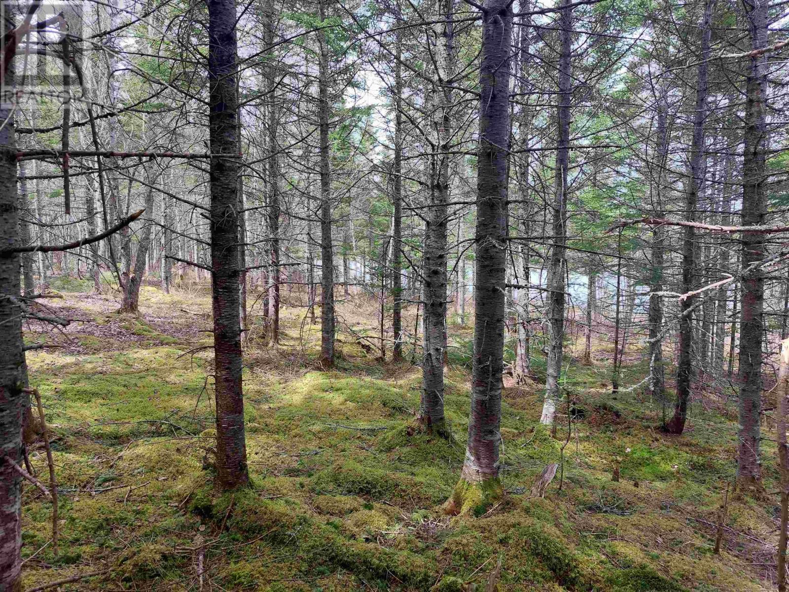 Lot 14 Jonathan R Bouman Lane, Evanston, Nova Scotia  B0E 1J0 - Photo 6 - 202600202