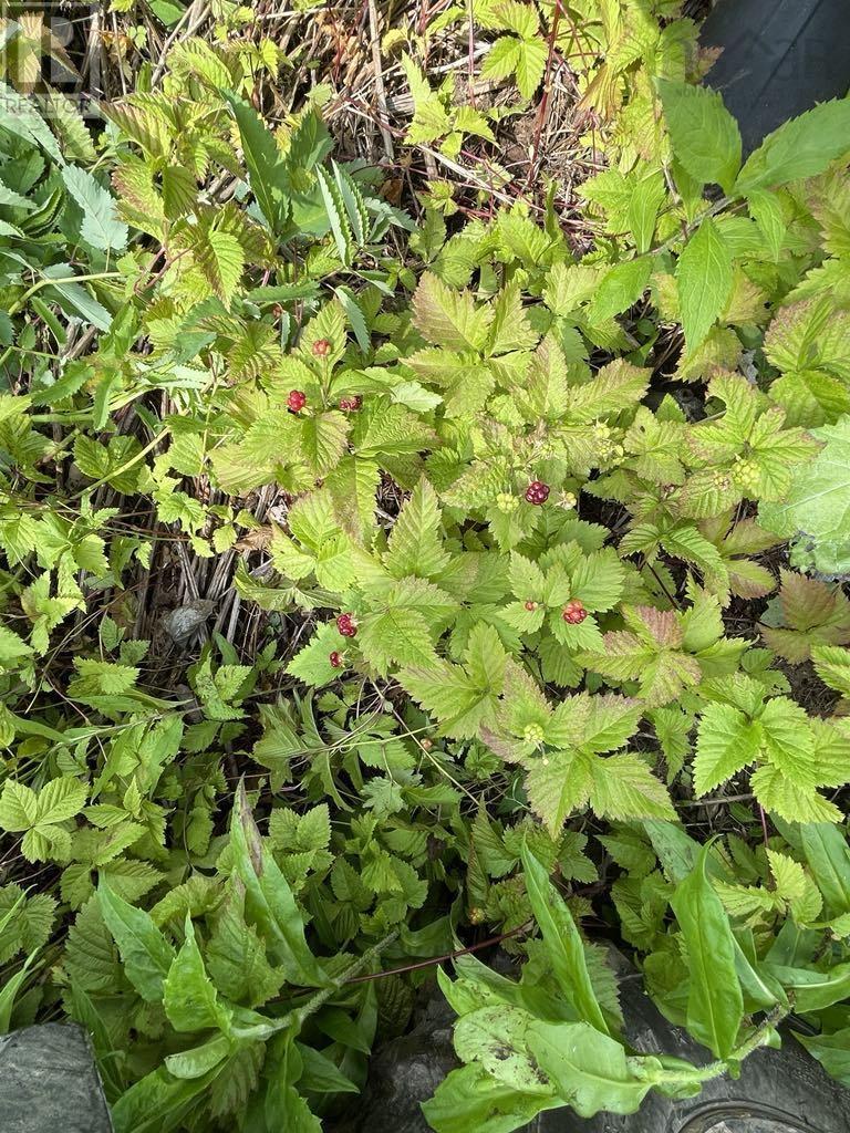 230 Arsenaults Hill Road, Margaree, Nova Scotia  B0E 2B0 - Photo 17 - 202600699