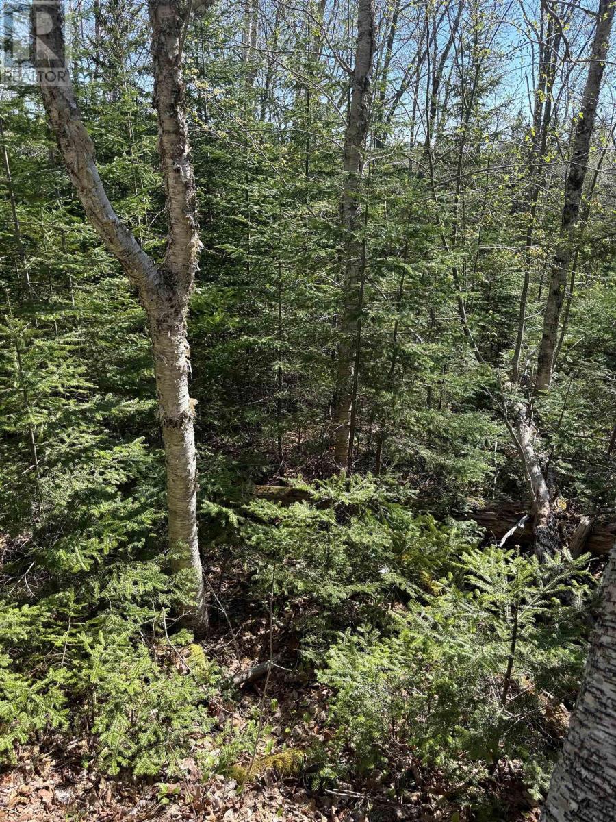 Highway 10, Albany, Nova Scotia  B0S 1P0 - Photo 5 - 202600713