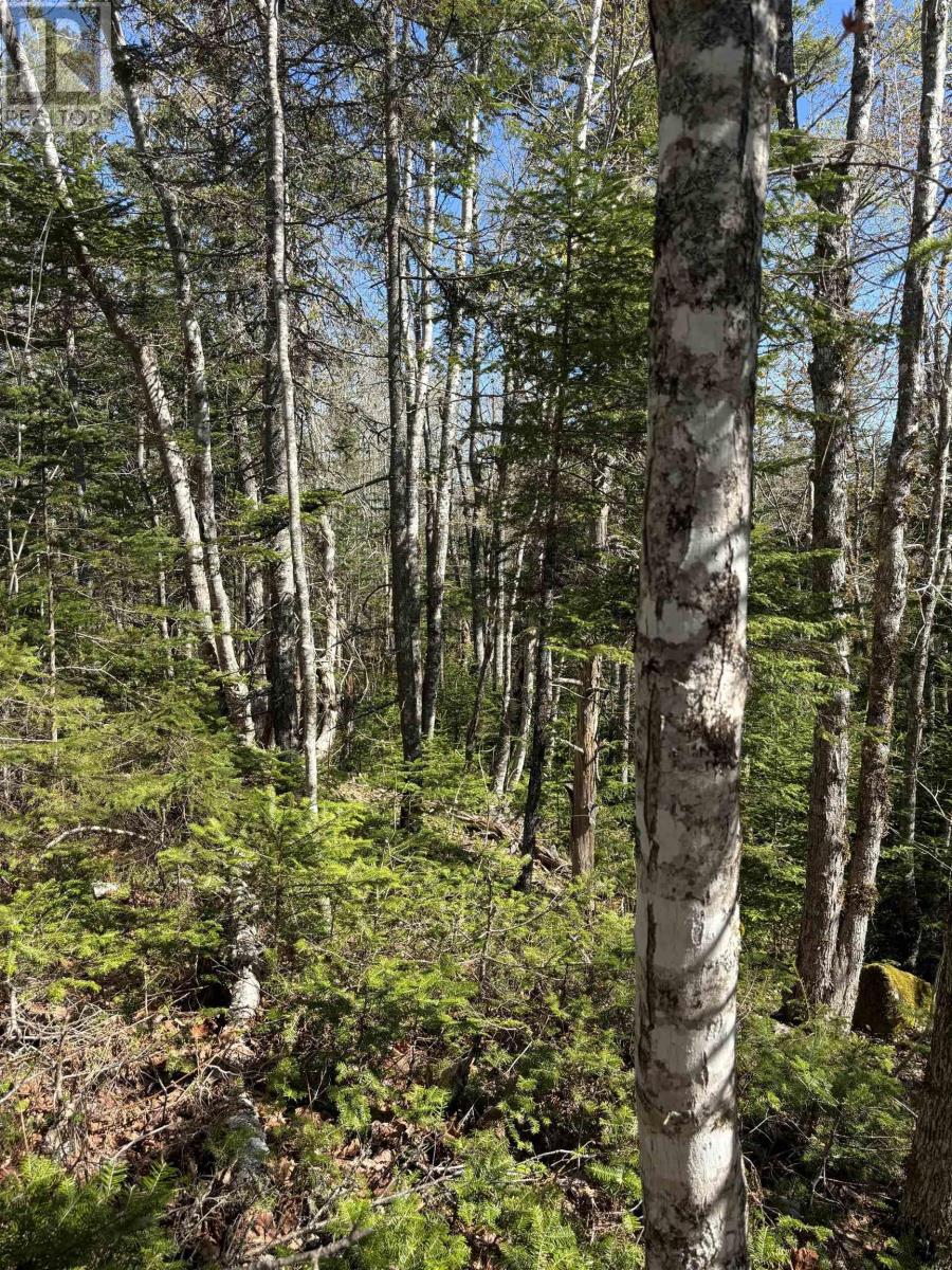 Highway 10, Albany, Nova Scotia  B0S 1P0 - Photo 6 - 202600713