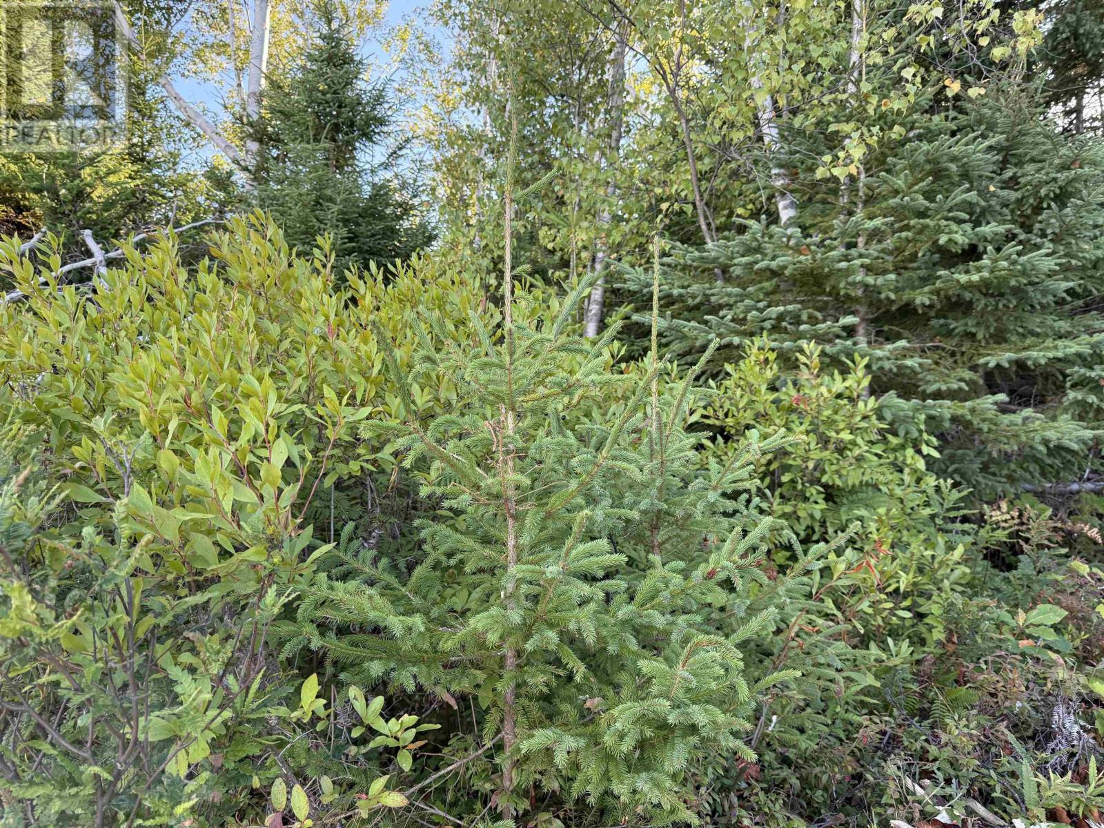 Lot 1a Pictou Landing Road, Chance Harbour, Nova Scotia  B0K 1X0 - Photo 23 - 202600811