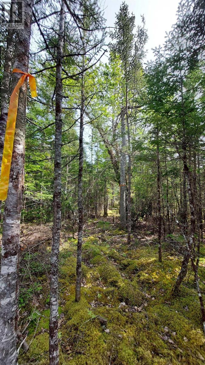 Lot 18 Highway 4, False Bay, Nova Scotia  B0E 1V0 - Photo 16 - 202601357