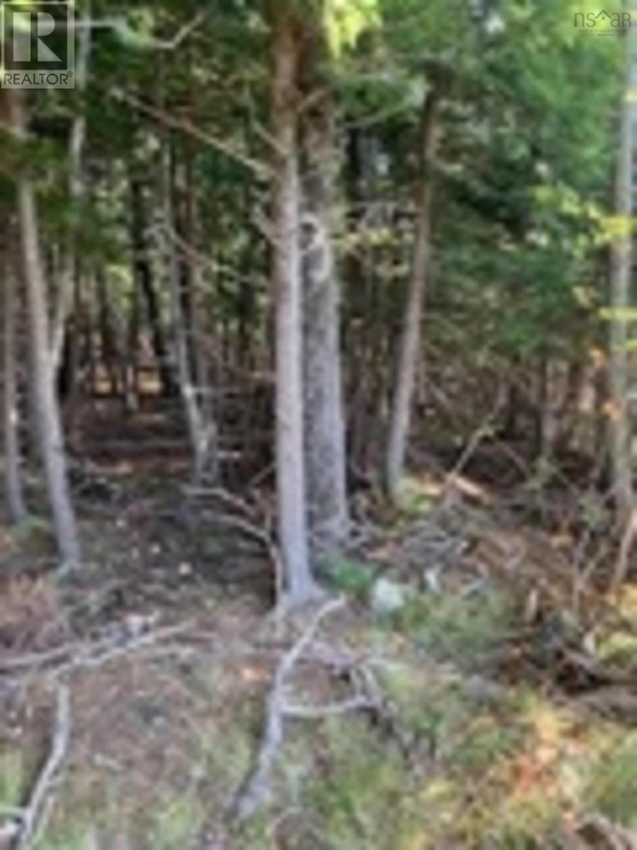 18 Acres Highway 256, West Branch, Nova Scotia  B0K 1R0 - Photo 4 - 202601386