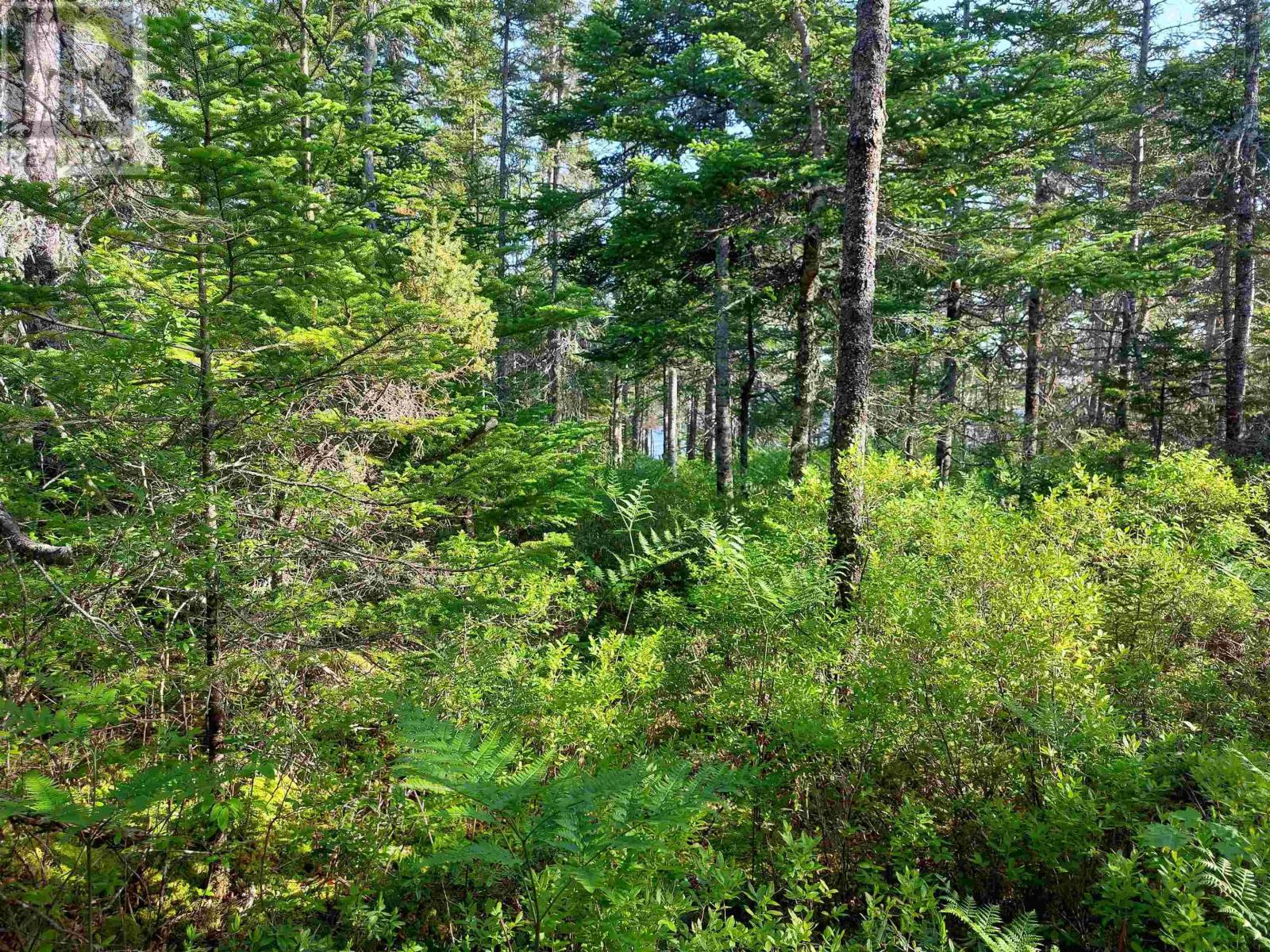 Lot 16 Walkerville Rd., Walkerville, Nova Scotia  B0E 1J0 - Photo 10 - 202601859