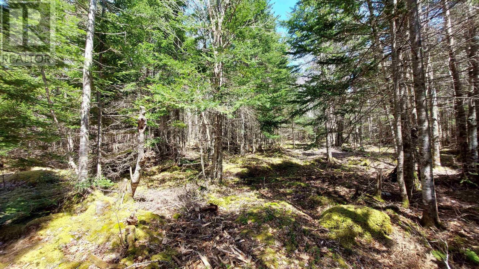 Lot 28 Helmuts Lane, Cleveland, Nova Scotia  B0E 1J0 - Photo 13 - 202603560