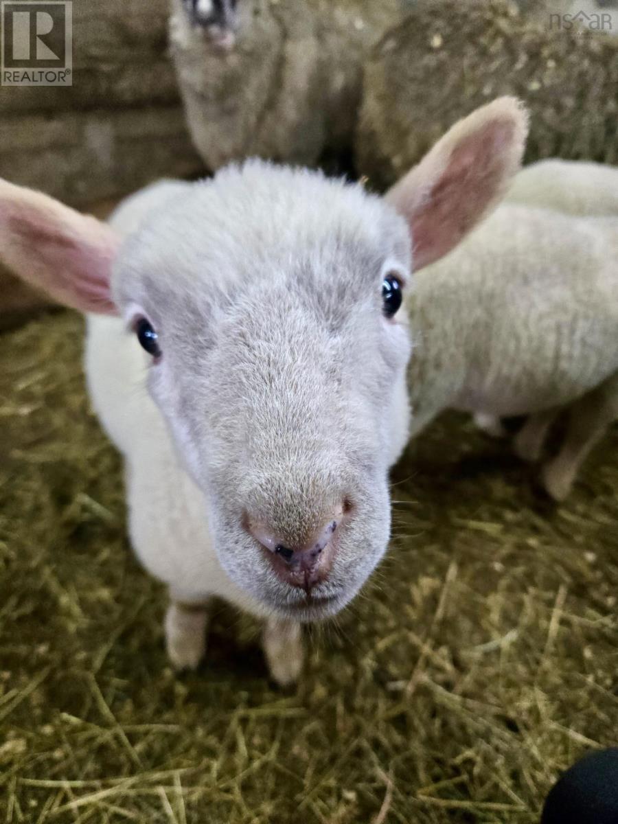 218 Garber Road, Newcombville, Nova Scotia  B4V 7Y4 - Photo 49 - 202604338