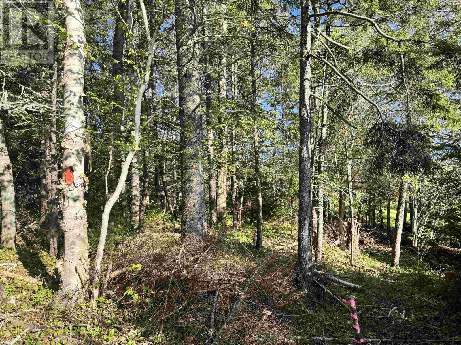 24-2 Forest Drive Extension, Pictou, Nova Scotia  B0K 1H0 - Photo 5 - 202609500