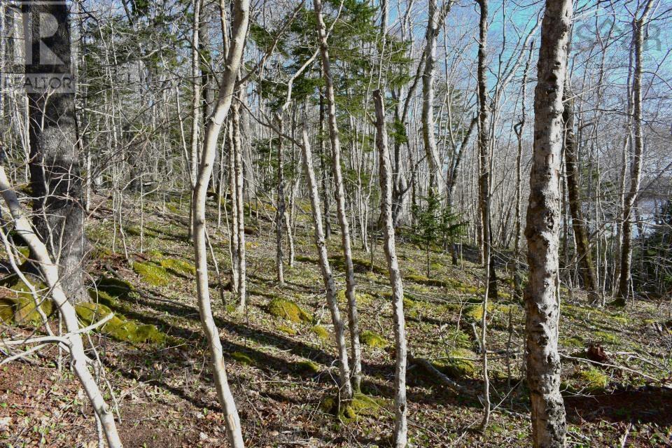 Lot 1&2, Mood Road, Summerville, Nova Scotia  B5A 5N6 - Photo 12 - 202610670