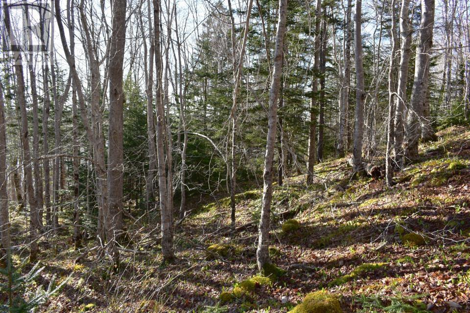 Lot 1&2, Mood Road, Summerville, Nova Scotia  B5A 5N6 - Photo 17 - 202610670