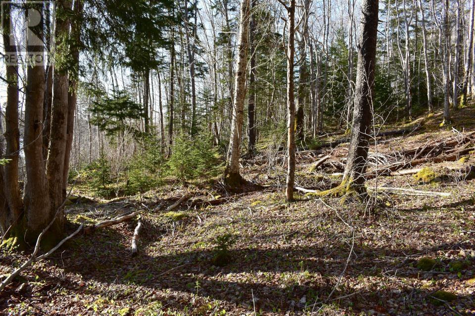 Lot 1&2, Mood Road, Summerville, Nova Scotia  B5A 5N6 - Photo 18 - 202610670