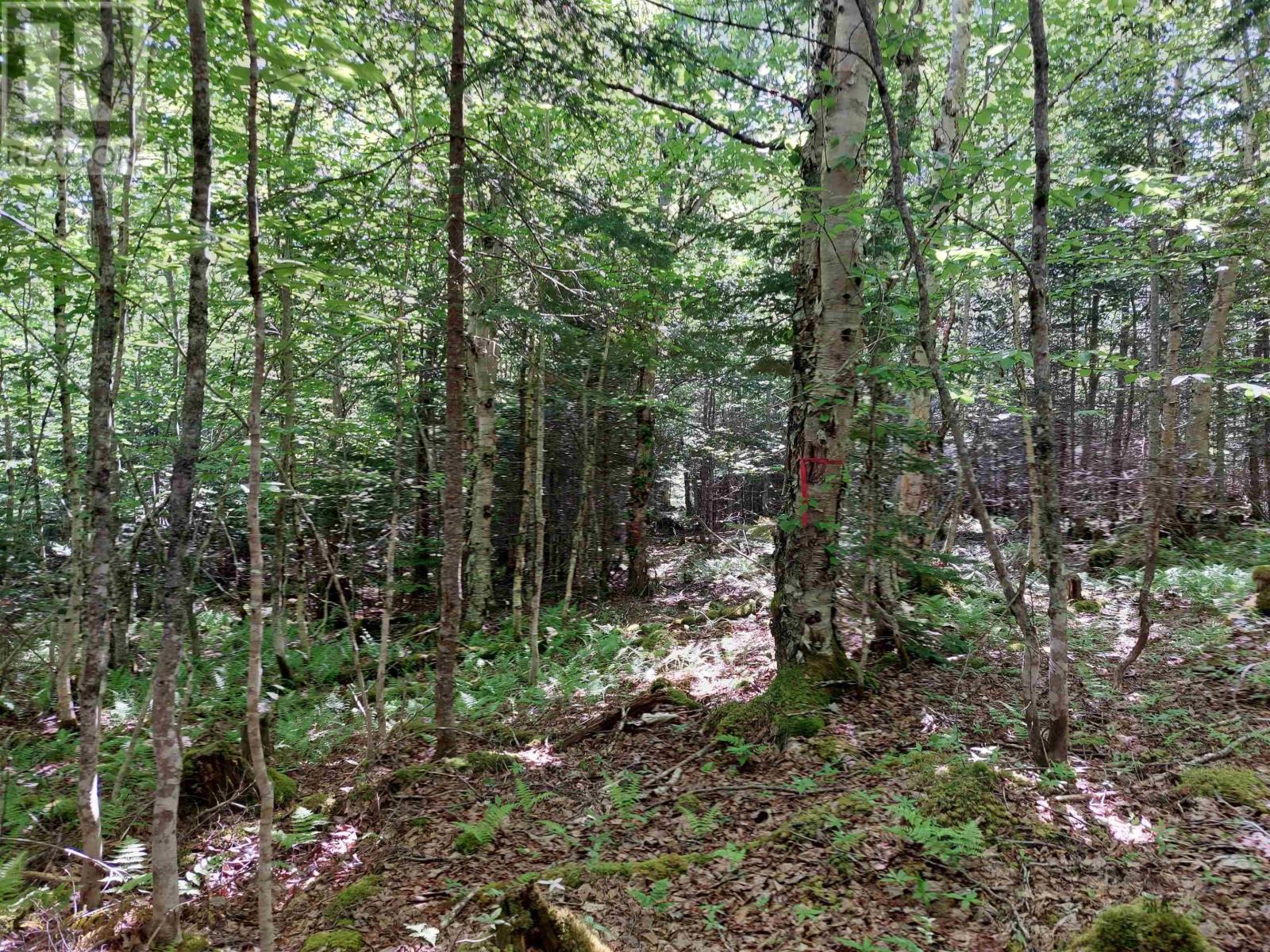 Lot 8 Evanston Rd, Evanston, Nova Scotia  B0E 1J0 - Photo 16 - 202611132