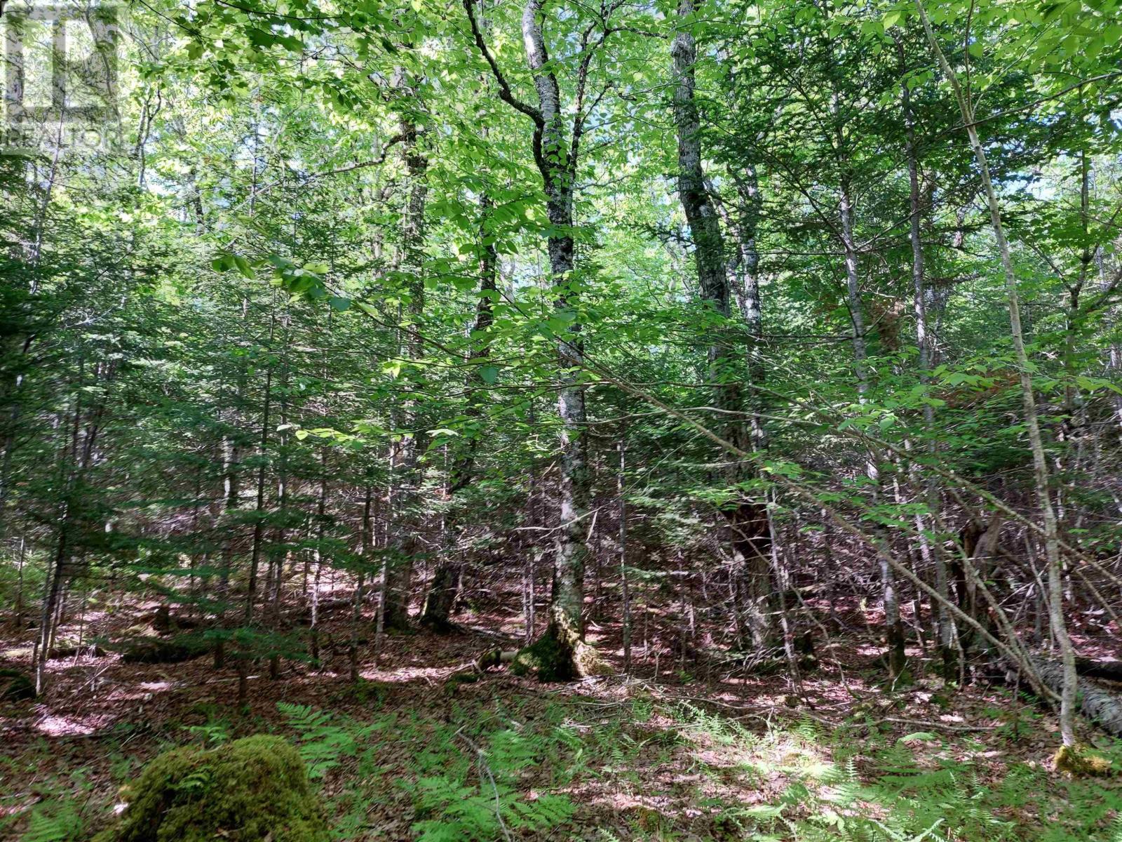 Lot 8 Evanston Rd, Evanston, Nova Scotia  B0E 1J0 - Photo 5 - 202611132