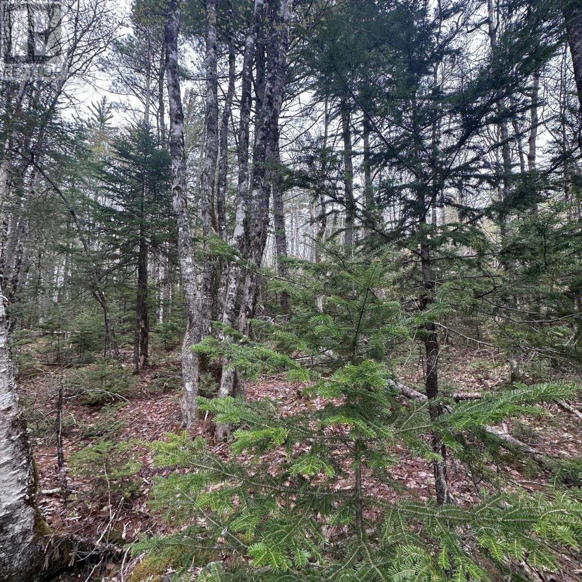 Lot 10 Moose Pit Road, Westfield, Nova Scotia  B0T 1B0 - Photo 9 - 202612422