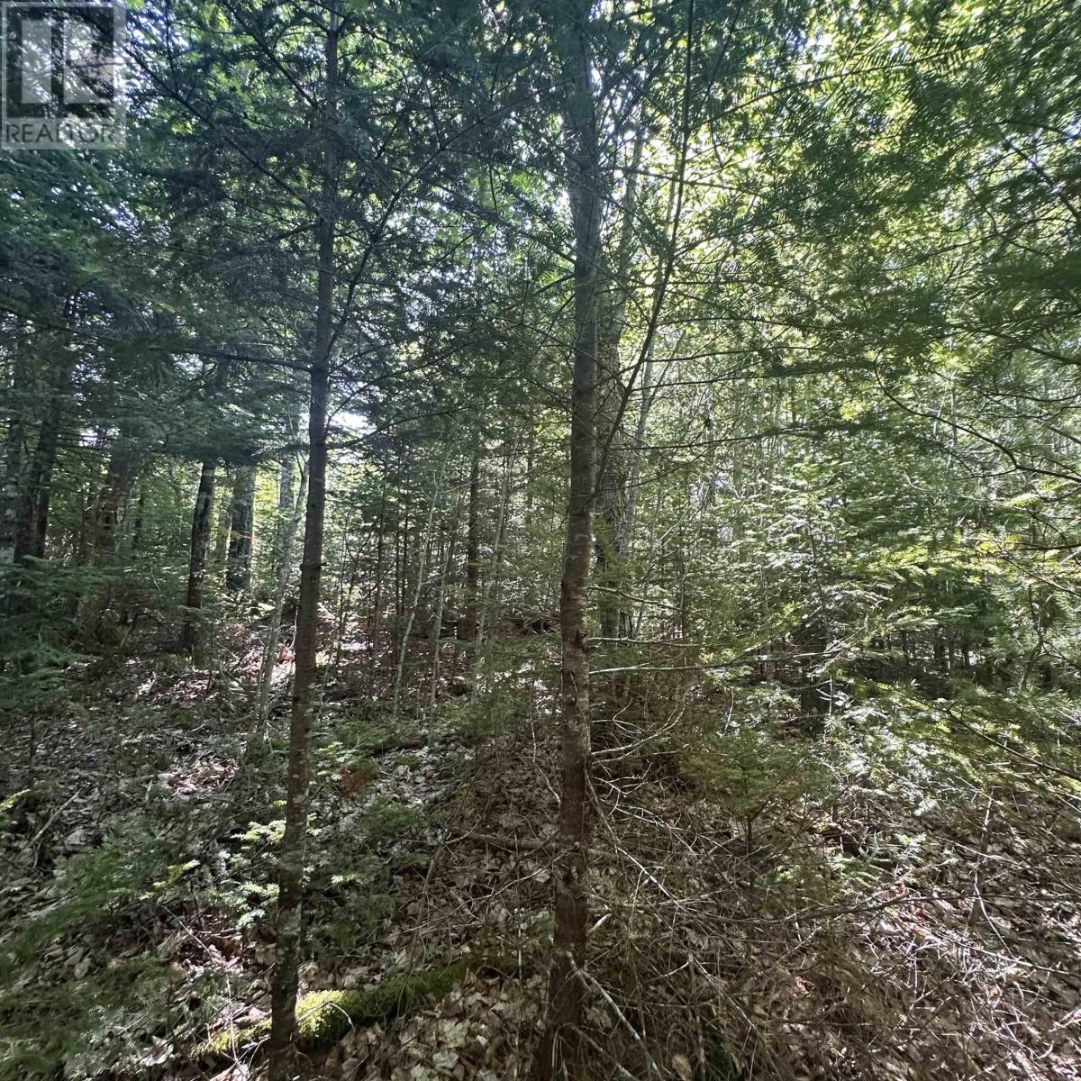 Lot (Pid 70241864) Wellington Road, Buckfield, Nova Scotia  B0T 1E0 - Photo 5 - 202615709