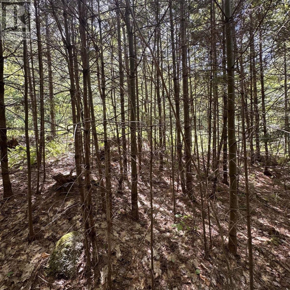 Lot 7 Rhodenizer Lake Road, Dayspring, Nova Scotia  B4V 6A6 - Photo 12 - 202615710
