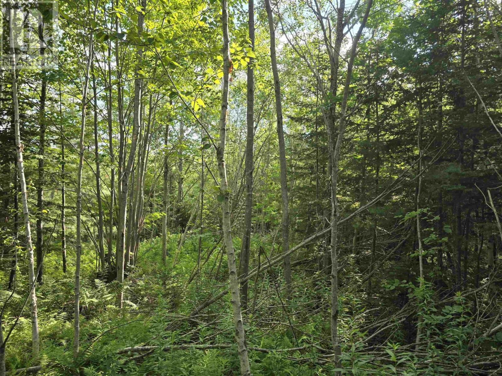 Lot 2 Highway 101, Newcomb Corner, Nova Scotia  B0N 2T0 - Photo 16 - 202618663