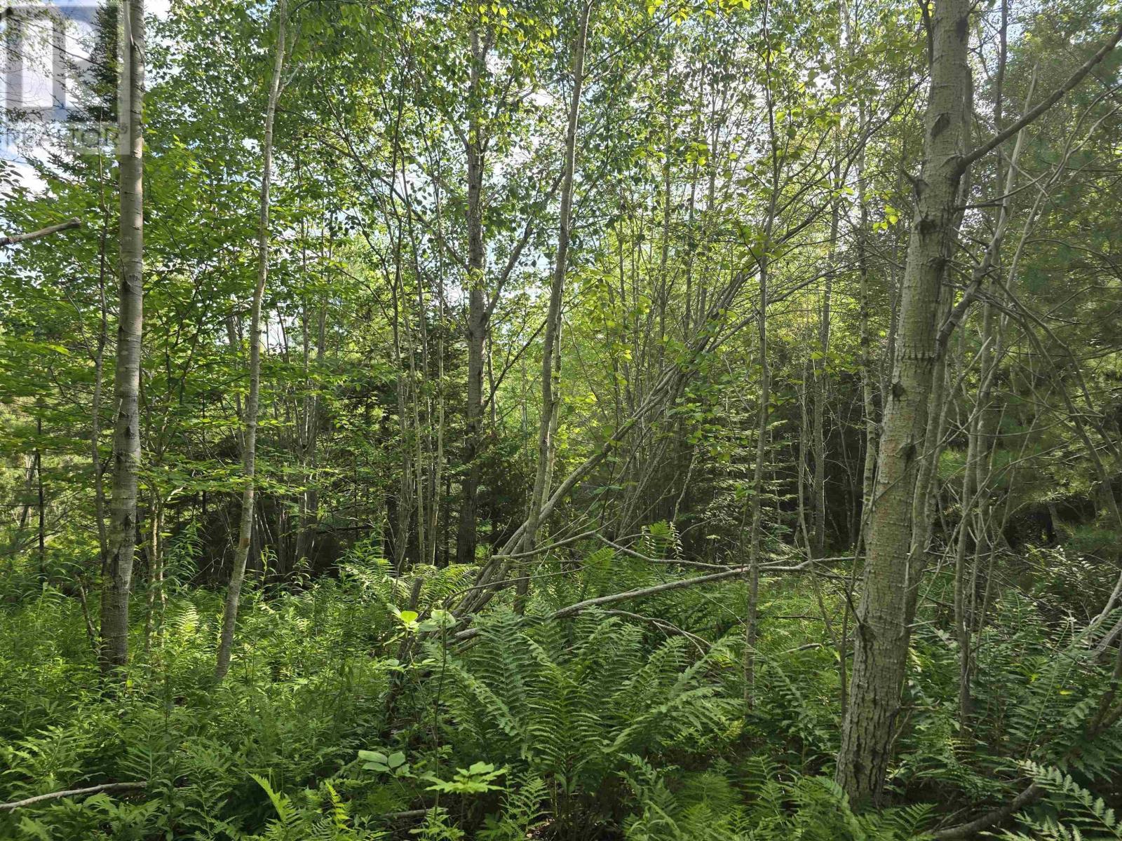 Lot 2 Highway 101, Newcomb Corner, Nova Scotia  B0N 2T0 - Photo 18 - 202618663
