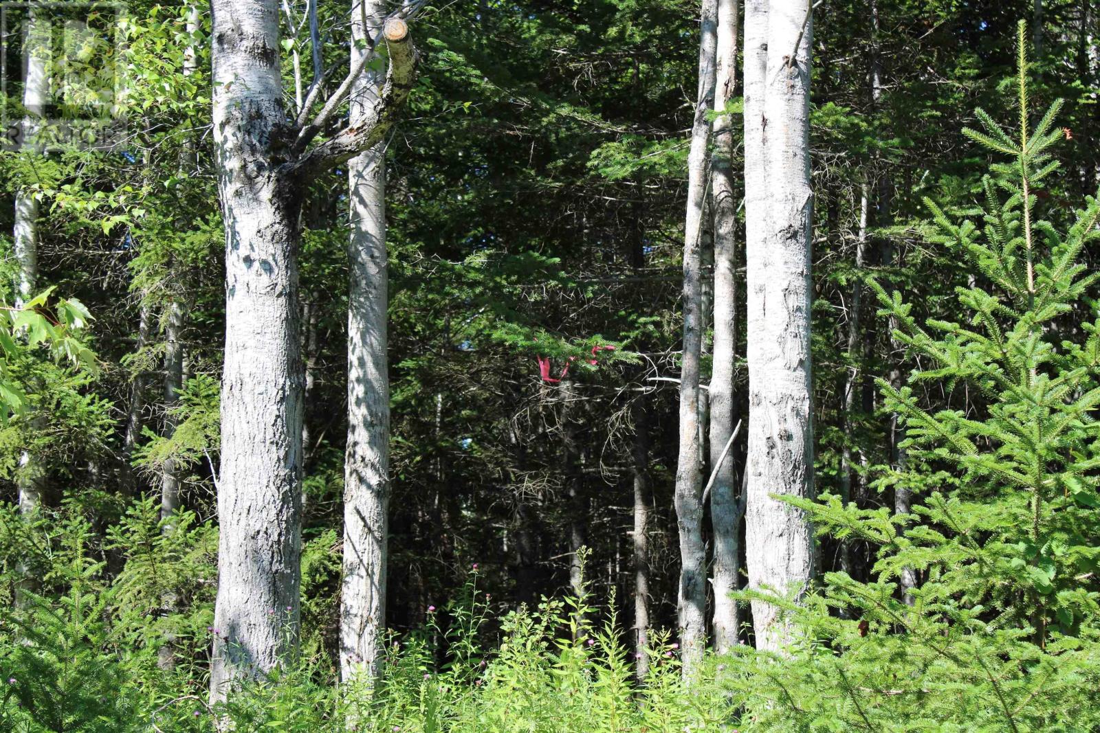 Lot 2 Wilson Road, Upper Rawdon, Nova Scotia  B0N 2N0 - Photo 14 - 202620020