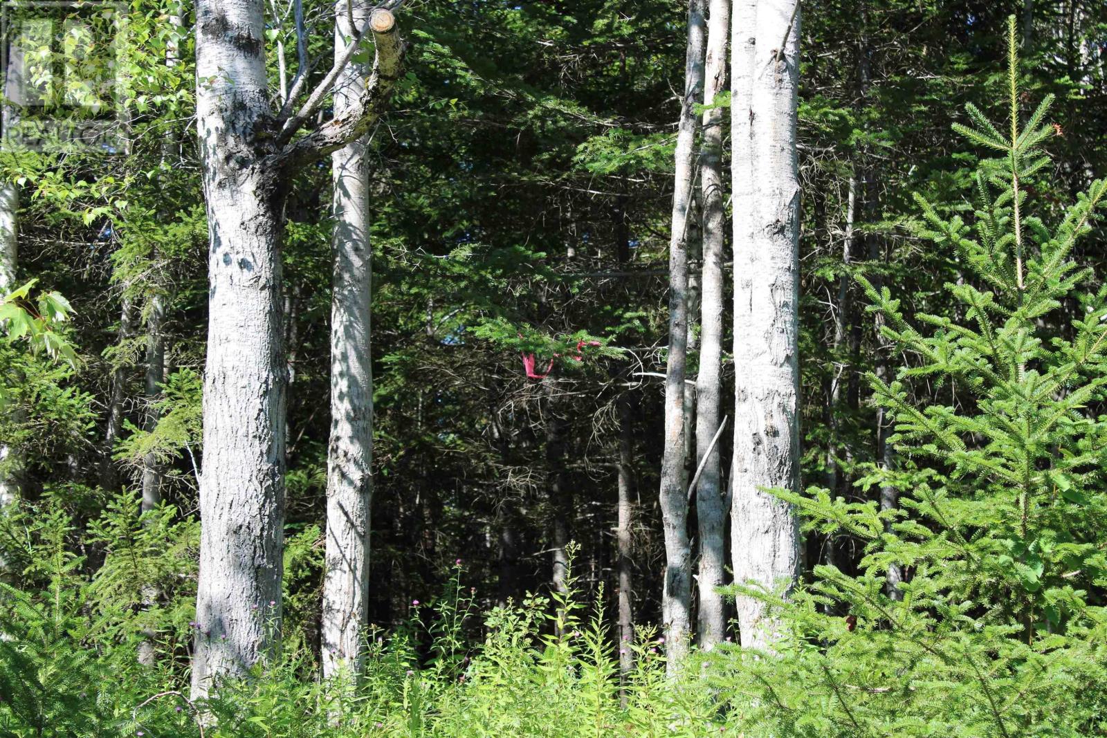 Lot 2 Wilson Road, Upper Rawdon, Nova Scotia  B0N 2N0 - Photo 25 - 202620020