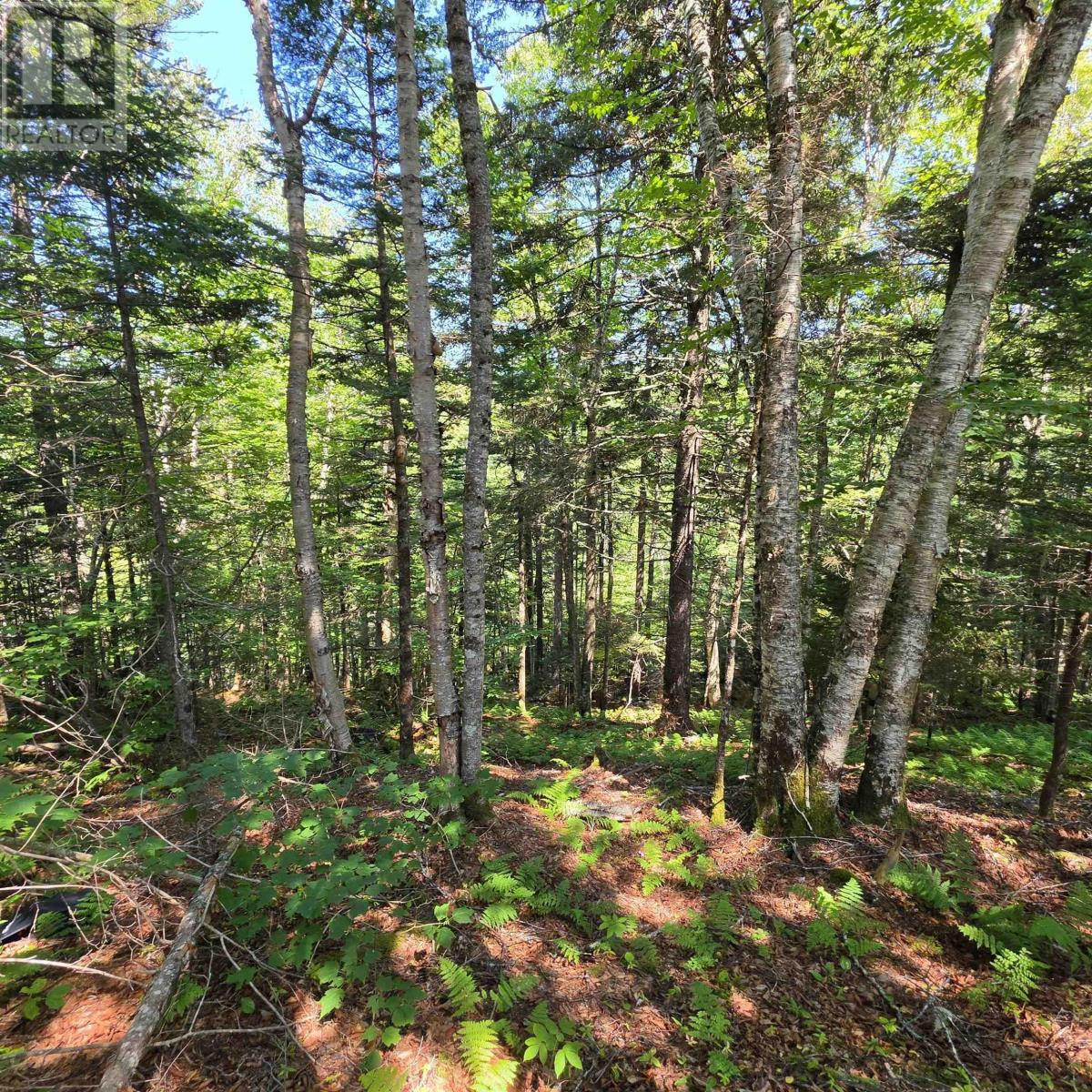 72 North Greville Road, Port Greville, Nova Scotia  B0M 1S0 - Photo 3 - 202621035