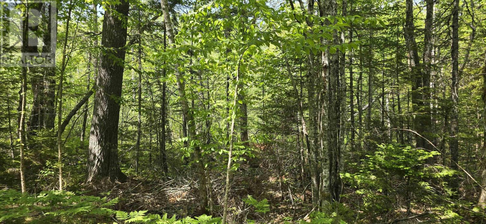 Lots Upper Branch Road & Spruce Drive, Hemford, Nova Scotia  B0R 1E0 - Photo 11 - 202623337